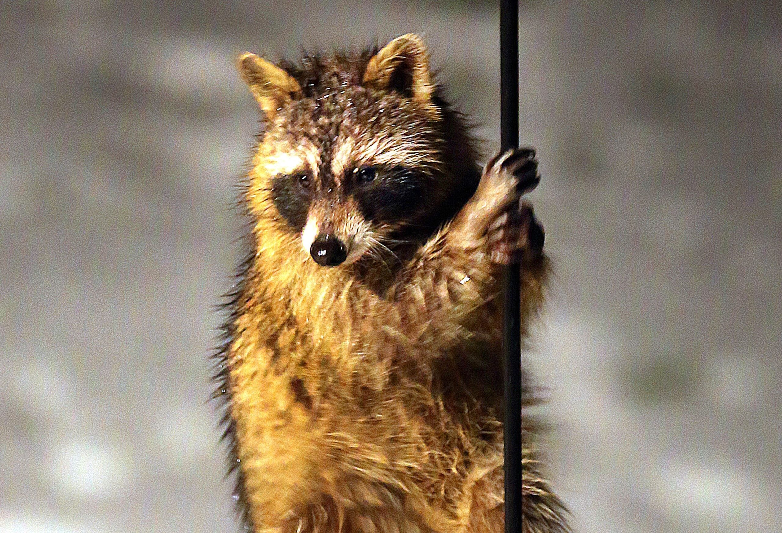 Springfield official opts to run over possibly rabid raccoon with SUV