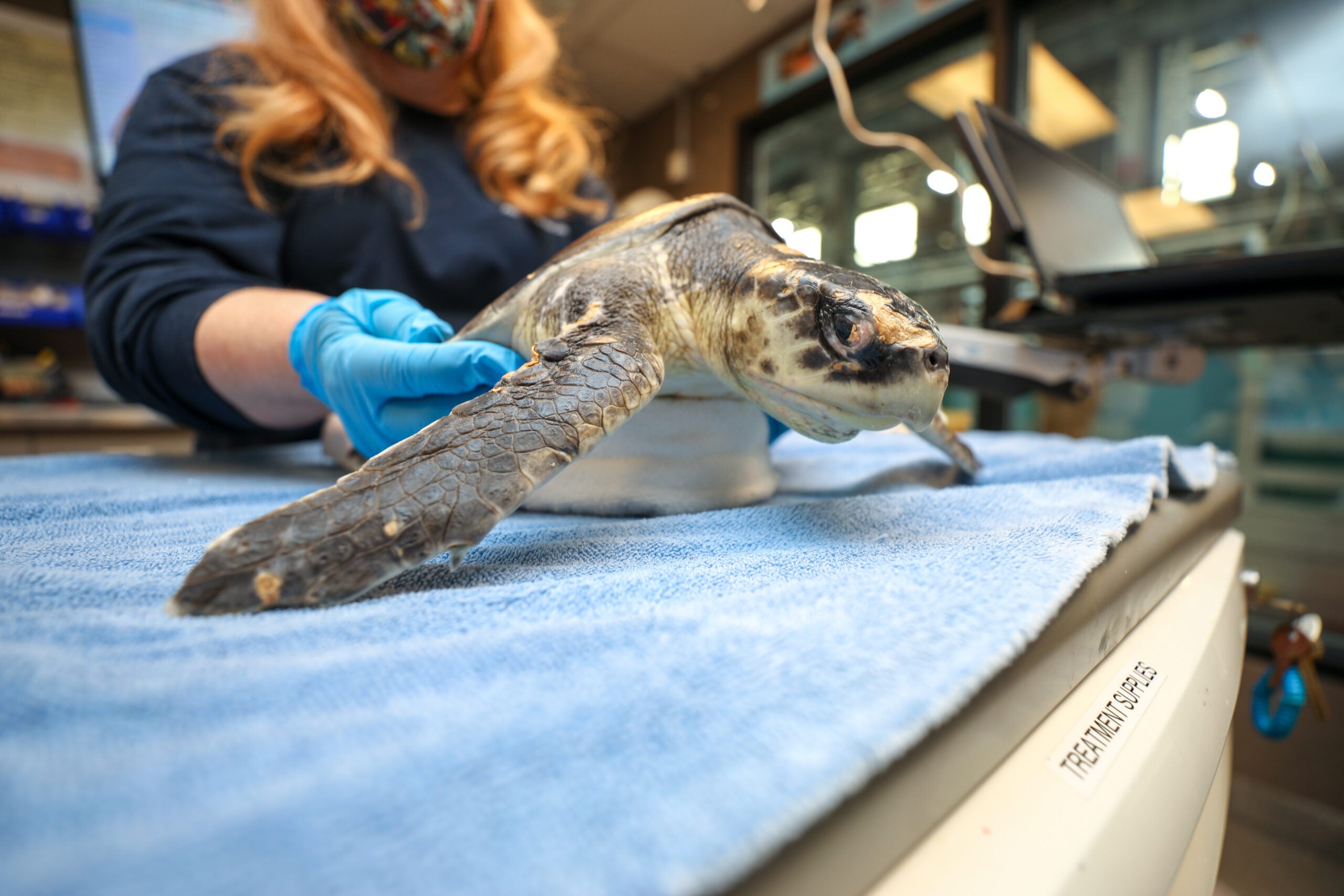 13 cold, stunned sea turtles from New England given holiday names