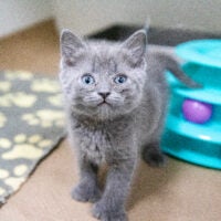 alt = Aurora, a gray kitten, standing near a gray rug that has white pawprints.