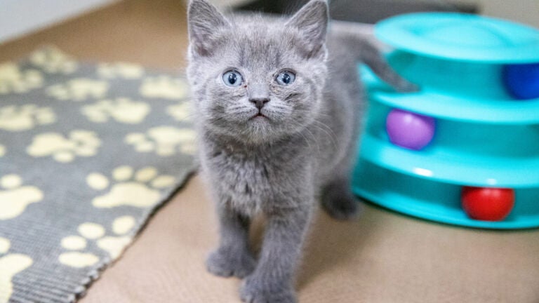 alt = Aurora, a gray kitten, standing near a gray rug that has white pawprints.