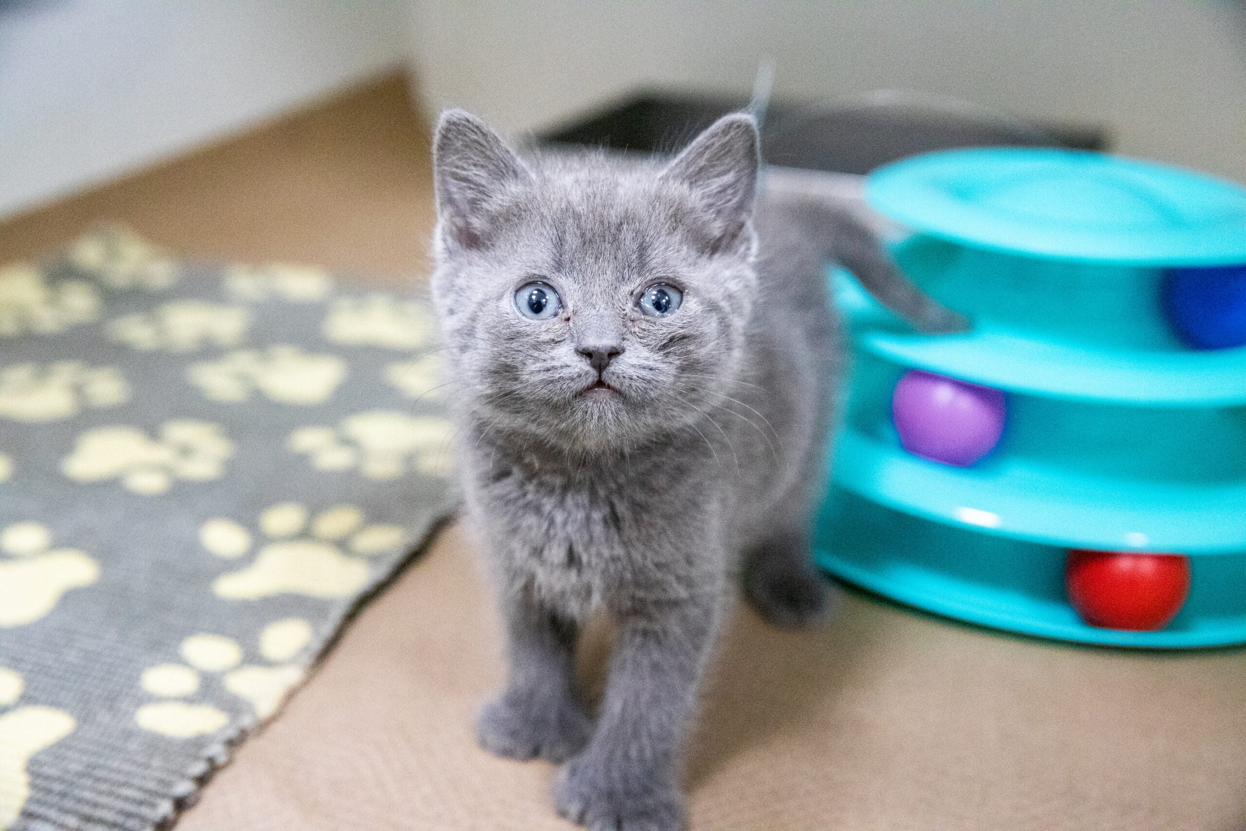 alt = Aurora, a gray kitten, standing near a gray rug that has white pawprints.