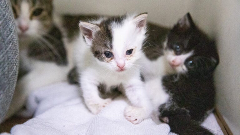 alt = Cassiopeia, a small white kitten with a large gray spot on her head, and Andromeda, a black and white kitten, crawl around at the Animal Rescue League of Boston
