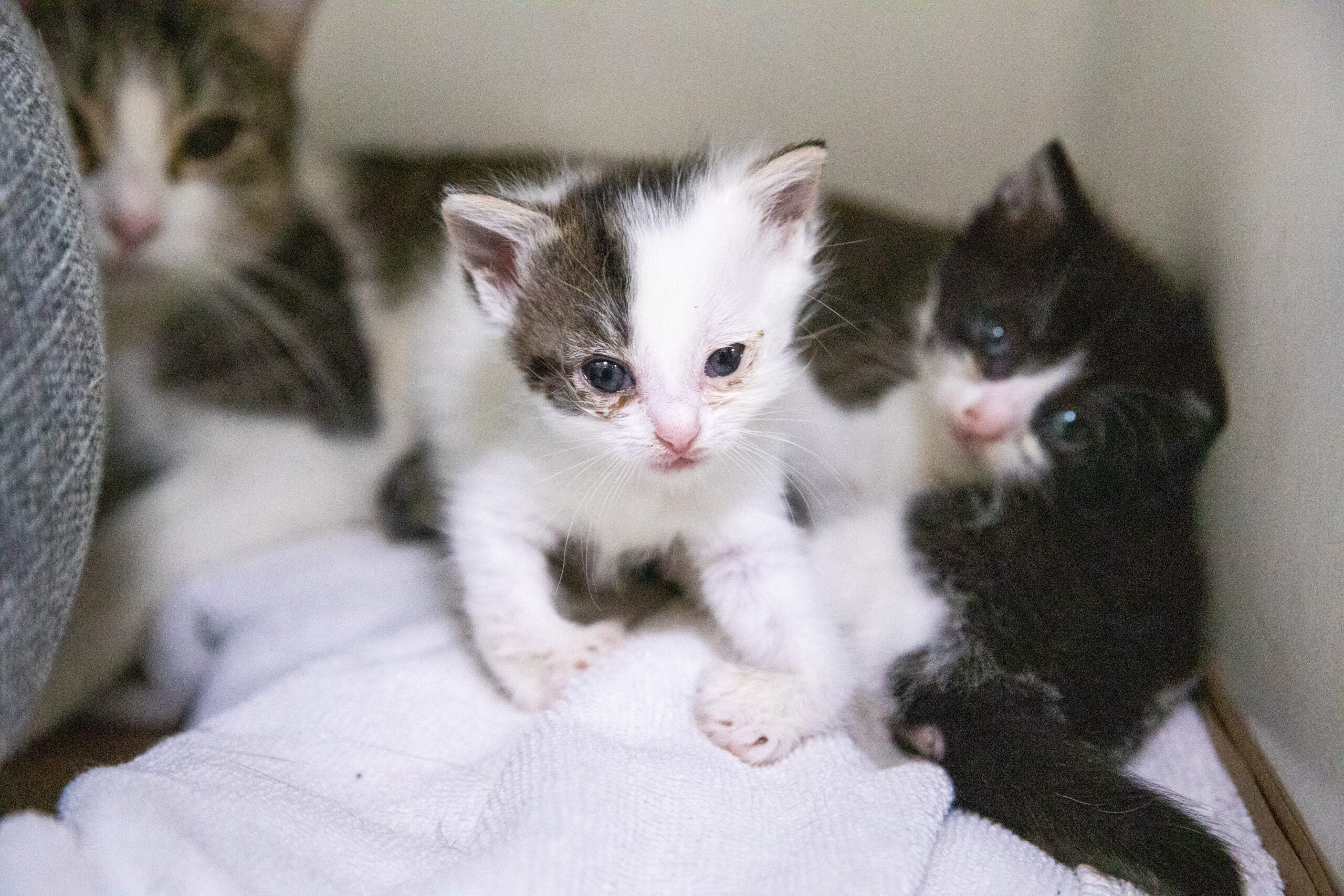 White store cat rescue