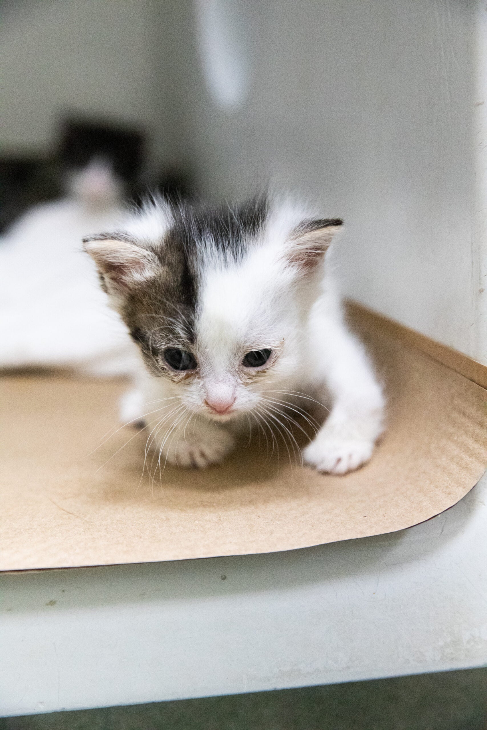 alt = Cassiopeia, a small white kitten with a large gray spot on her head, crawls at Animal Rescue League of Boston.