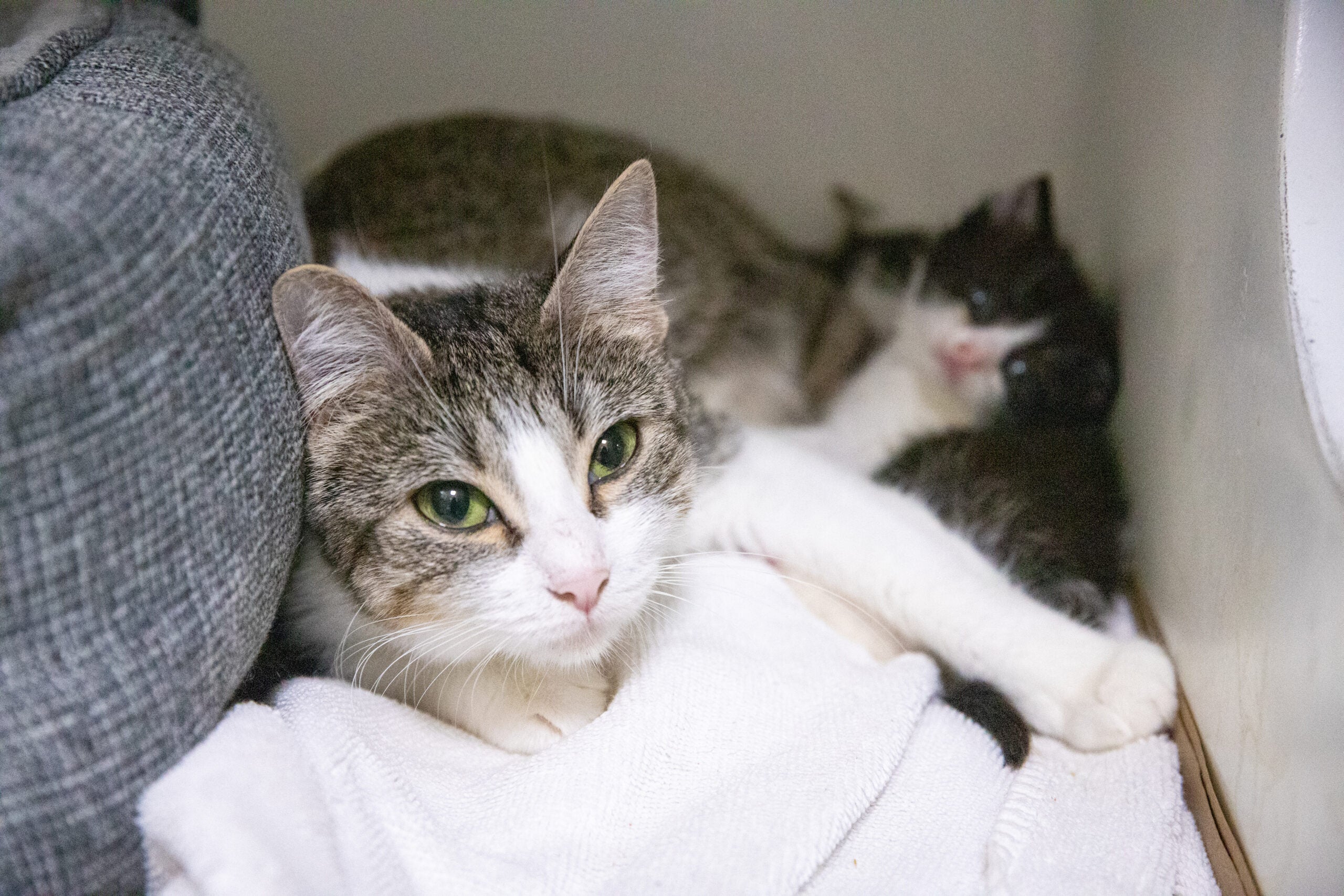 alt = Lyra, a gray and white cat with green eyes and a pink nose, lounges with other cats and kittens at the Animal Rescue League of Boston.