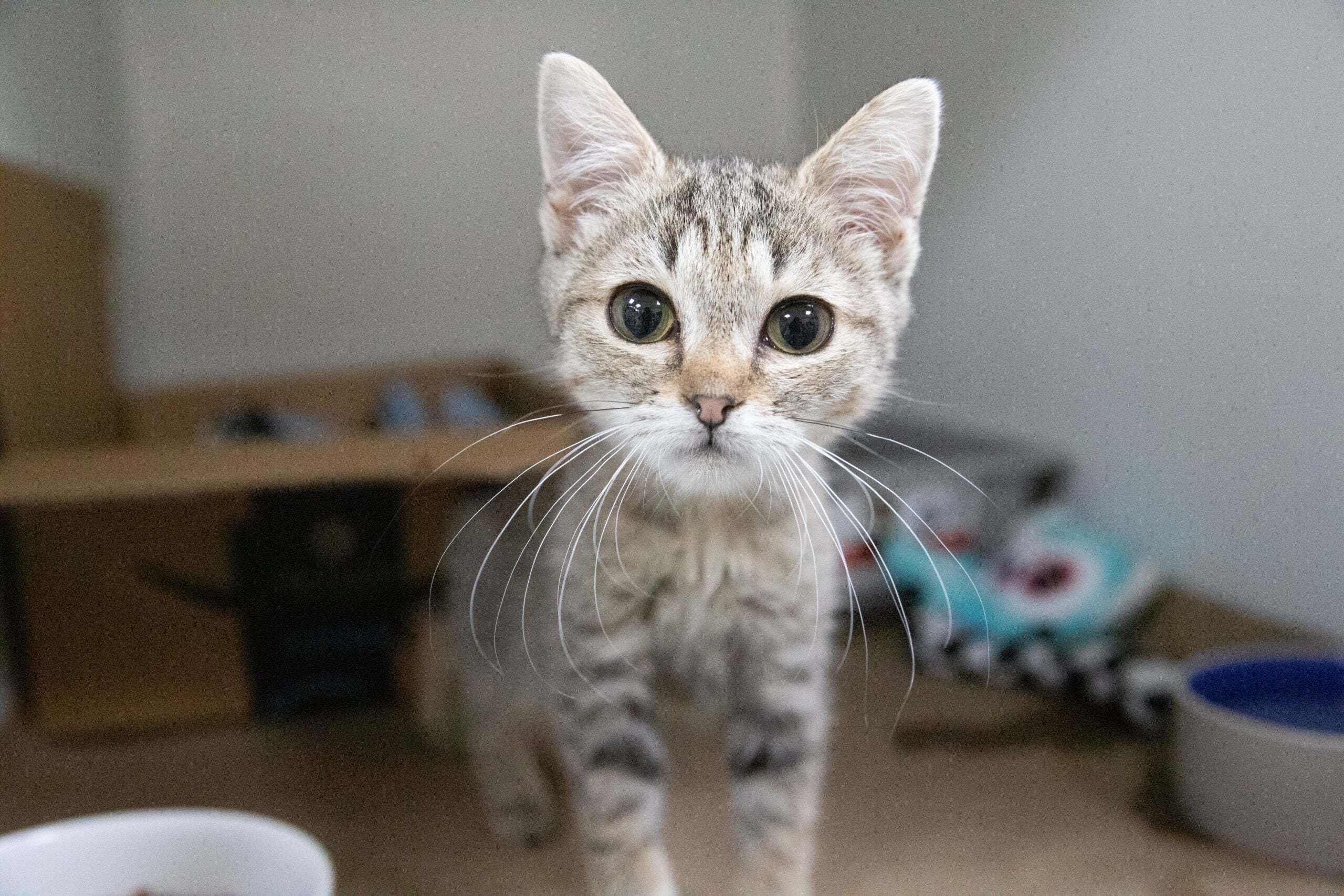 alt = Sophie, a gray striped kitten with long whiskers and green eyes stands next to a box and some toys.