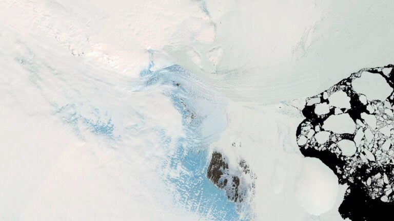 When scientists tagged a curious seal, he led them to signs of a potential climate disaster - Vimarsana News