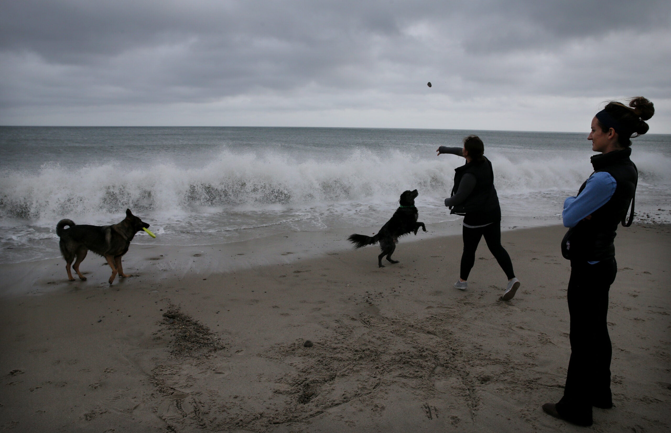 are dogs allowed at metro beach