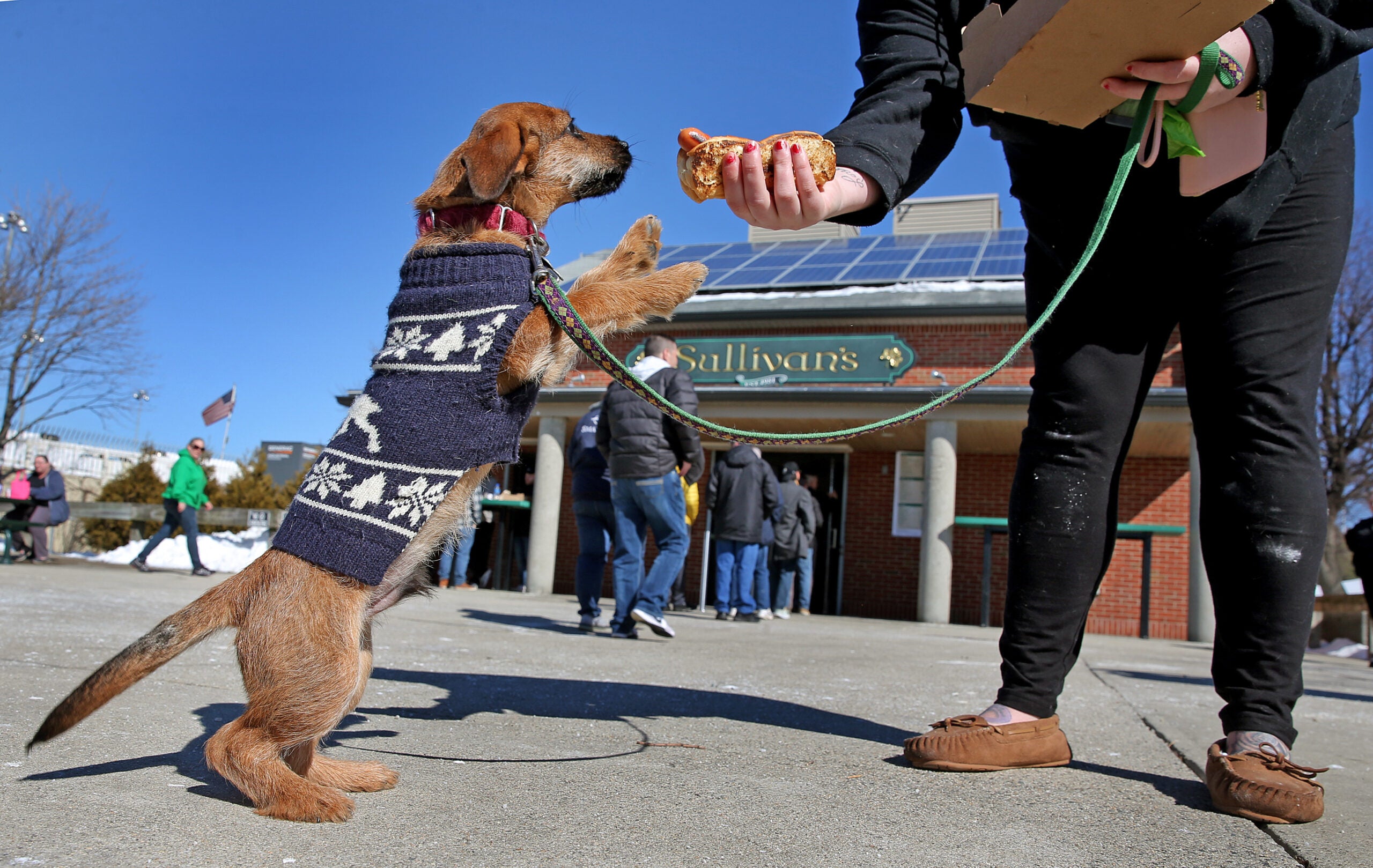 Where to have fun with your dog around Boston - The Boston Globe