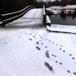Footprints in the snow by Concord's North Bridge on Friday morning.