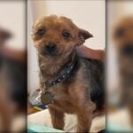 alt = Lucky, an elderly dog with medical issues, is missing. He is light brown and black.