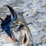 A dead, frozen Porbeagle shark was seen on a Dennis beach Saturday.
