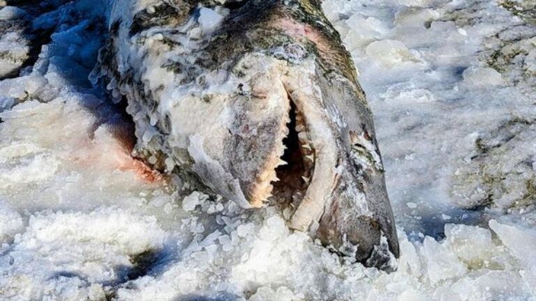 A dead, frozen Porbeagle shark was seen on a Dennis beach Saturday.