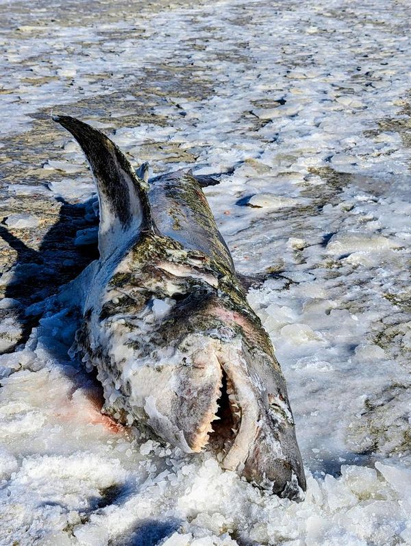 A dead, frozen Porbeagle shark was seen on a Dennis beach Saturday.