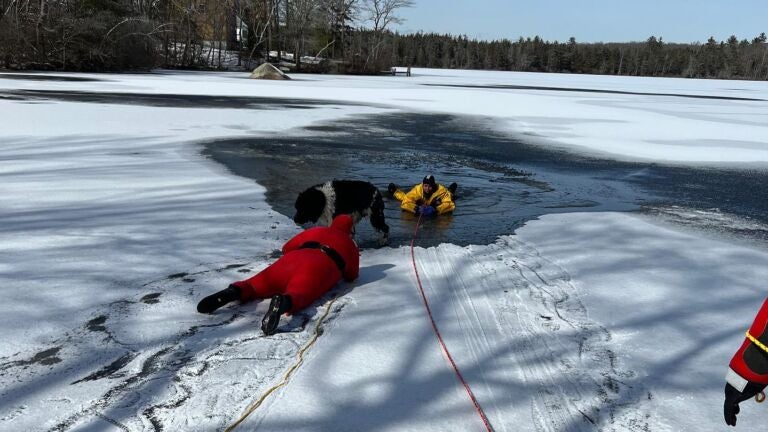 Dogs Rescued After Falling Through The Ice On Douglas Pond