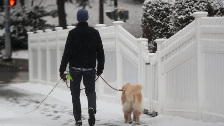 Newton, MA, 01/31/2023, A light dusting of snow is visible on Beacon Street as people walk their dogs.