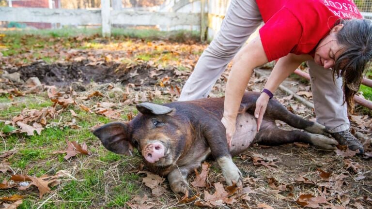 This abandoned 1-year-old pig is looking for a new home