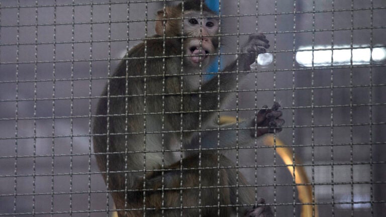 Mass. lab business subpoenaed in monkey smuggling investigation