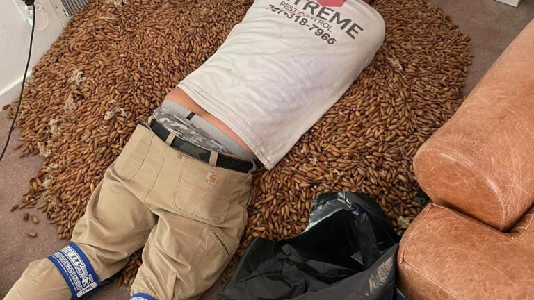 That's nuts! Pest control finds 700 pounds of acorns in the walls. - Vimarsana News