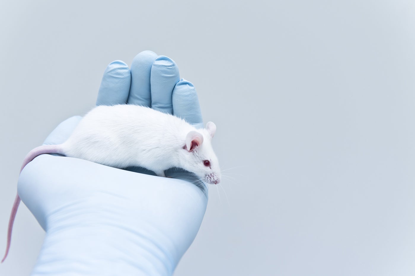 alt = a white mouse in the palm of a blue medical gloved hand