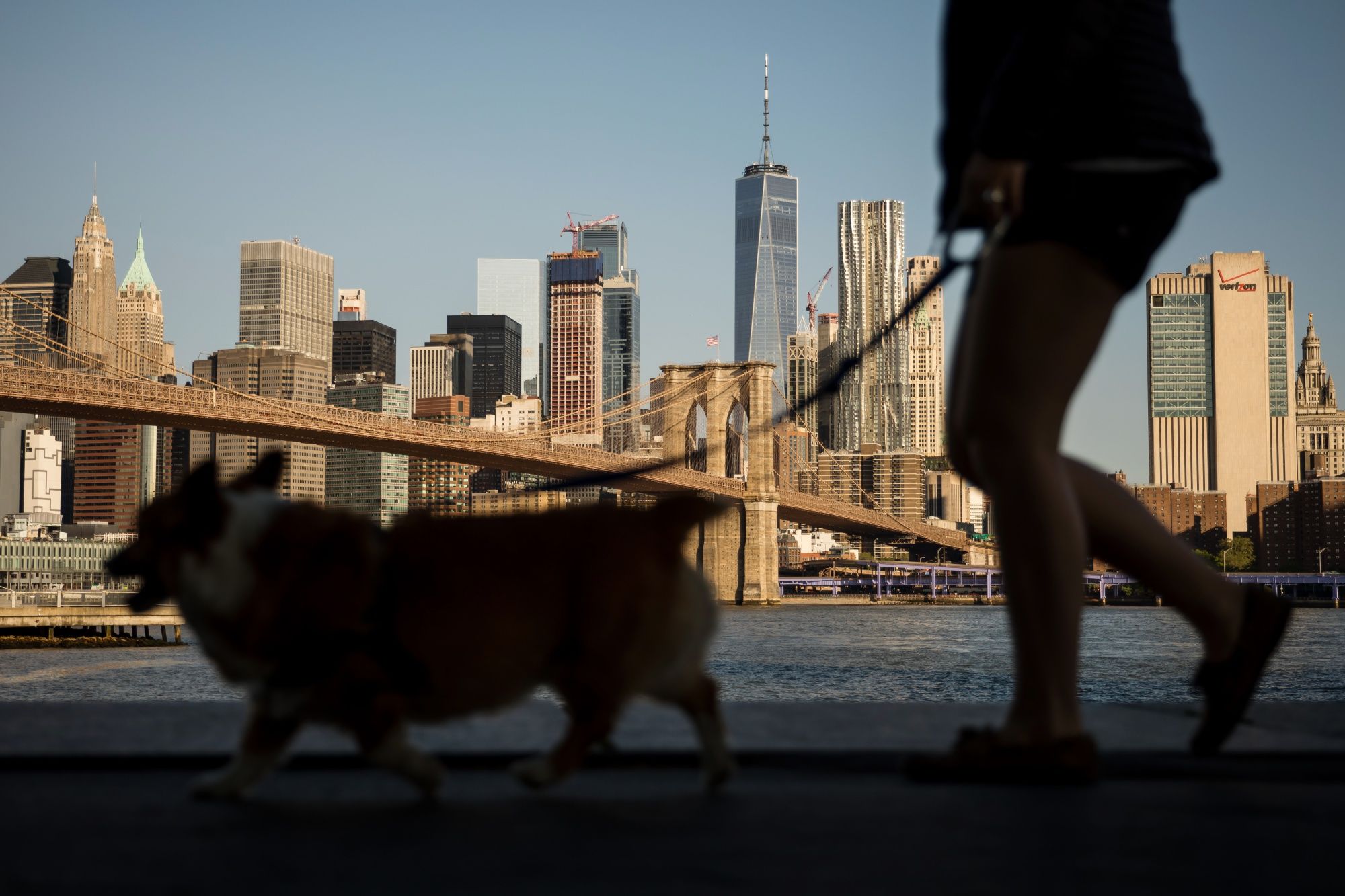 A pedestrian walked a dog in Main Street Park in Brooklyn.