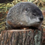 Massachusetts groundhog Ms. G