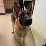 A large dog with tan and black fur and pointy ears, possibly a German Shepherd, was found tied up outside a Shrewsbury shopping center on Sunday morning.