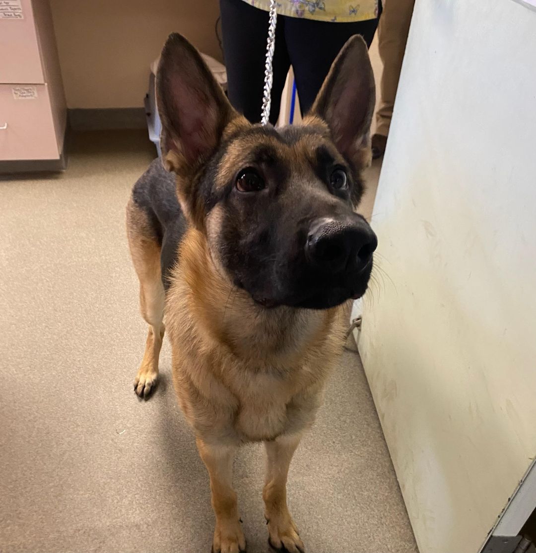 A large dog with tan and black fur and pointy ears, possibly a German Shepherd, was found tied up outside a Shrewsbury shopping center on Sunday morning.