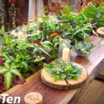 A row of plants sit on a wooden table at Utopia, a horticulture and epicurean festival.