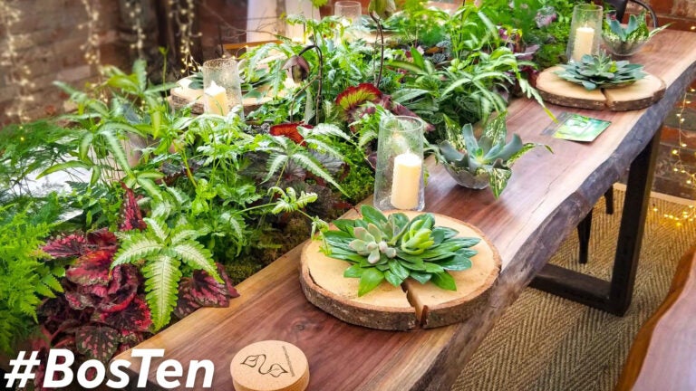 A row of plants sit on a wooden table at Utopia, a horticulture and epicurean festival.