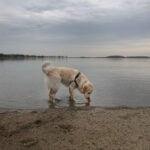 Boston weather -- Tate the one year old Golden Retriever had Pleasure Bay and his ball all to himself.