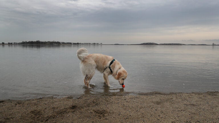 Boston weather -- Tate the one year old Golden Retriever had Pleasure Bay and his ball all to himself.