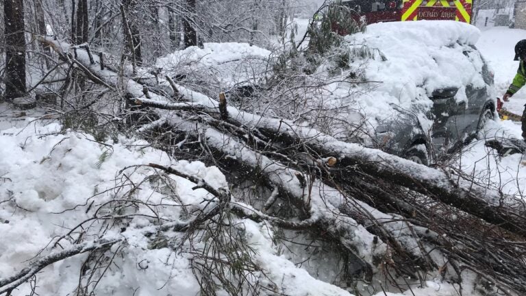 Child trapped under tree in Derry, N.H. freed using bare hands, chainsaws