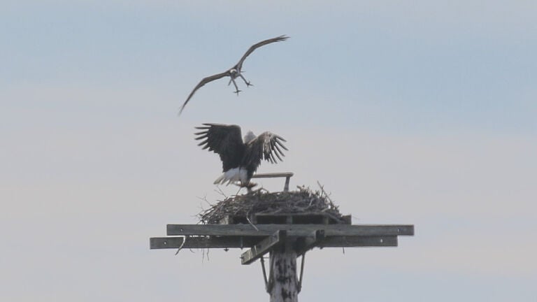 An osprey divebombs toward an eagle perched in its nest.