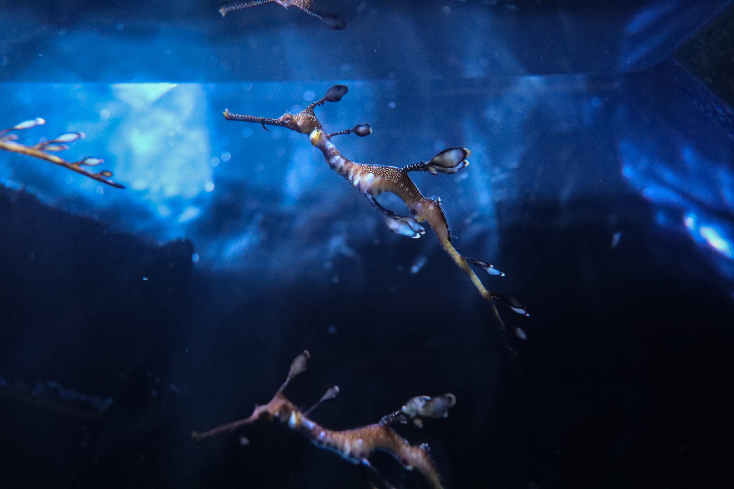 New England Aquarium successfully breeds seadragons after more than a decade of trying