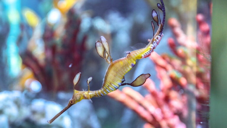 New England Aquarium successfully breeds seadragons after more than a decade of trying