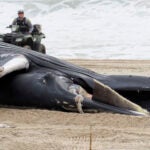 A police officer in Seaside Park N.J. rides a beach buggy near a dead whale on the beach.