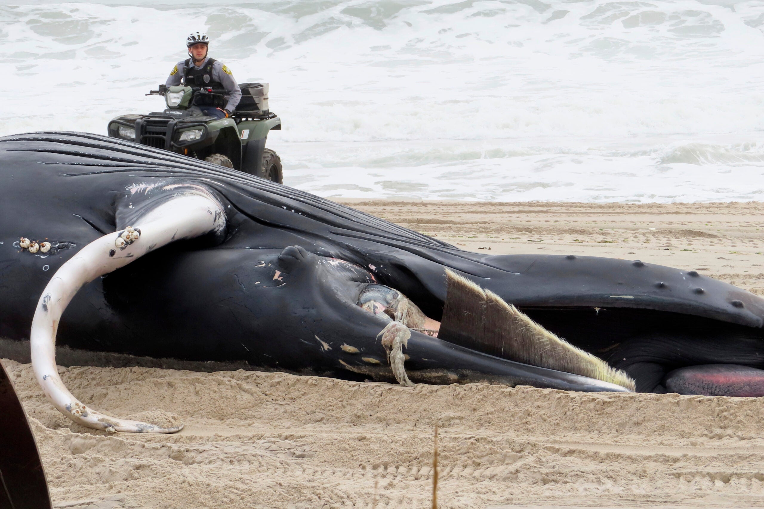 A police officer in Seaside Park N.J. rides a beach buggy near a dead whale on the beach.