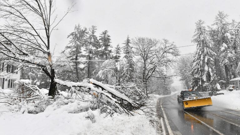 A tree is damaged by the weight of the snow in Holden, Massachusetts, on Tuesday.