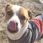 alt = a brown and white dog in a sweater licks her snout while patiently waiting for a loving adopter and enjoying some time outside at the SPCA of Connecticut