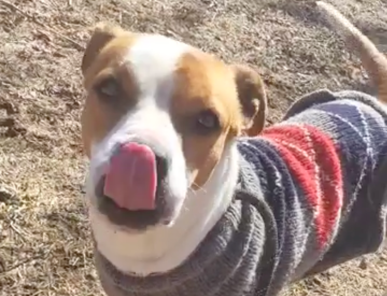 alt = a brown and white dog in a sweater licks her snout while patiently waiting for a loving adopter and enjoying some time outside at the SPCA of Connecticut