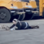 alt= Tori Gamache of Goffstown, New Hampshire lays on the ground in a parking lot of school buses and gains a young pig's trust so she can get him safely back to his family.
