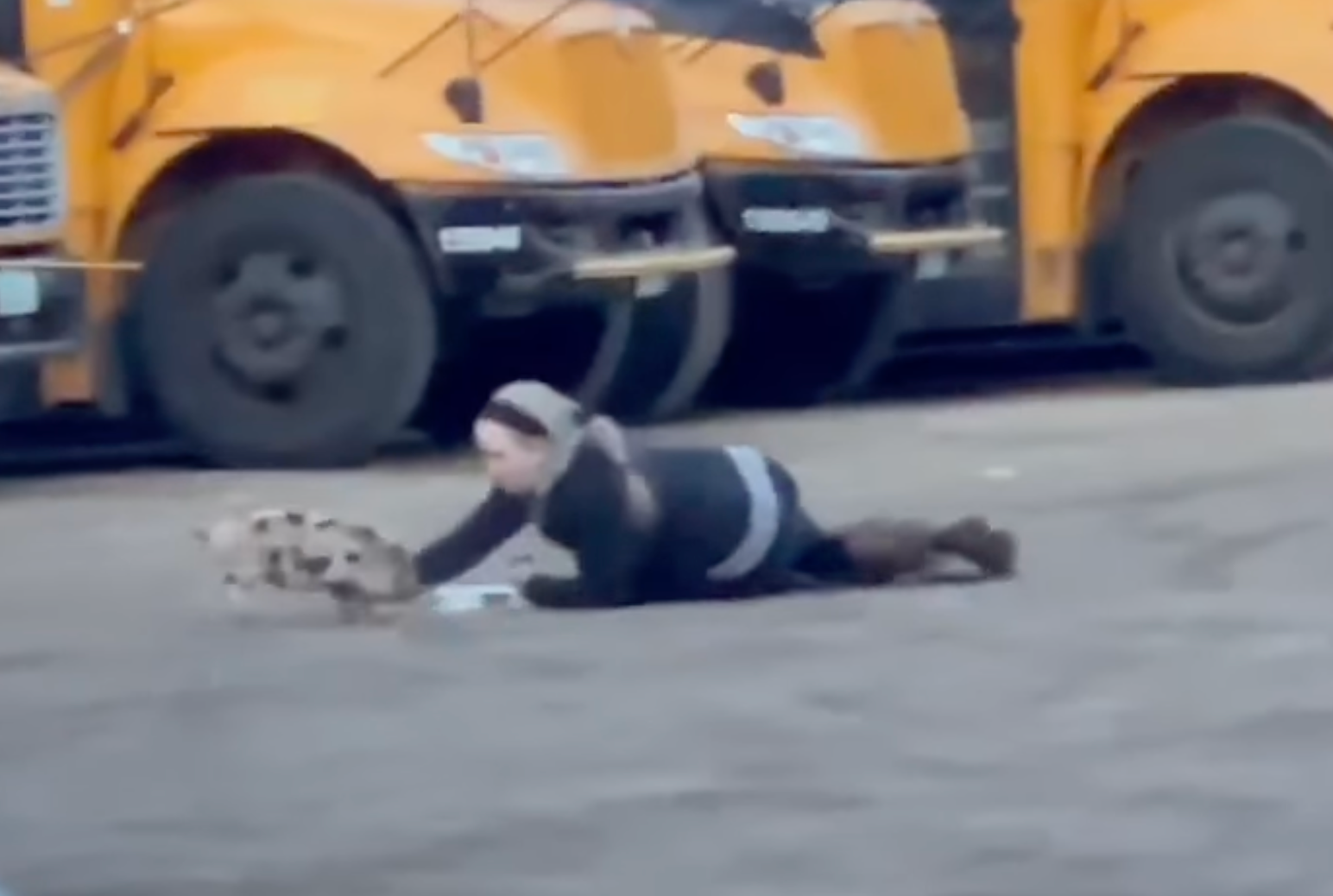 alt= Tori Gamache of Goffstown, New Hampshire lays on the ground in a parking lot of school buses and gains a young pig's trust so she can get him safely back to his family.