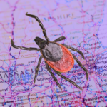 A deer tick, which can carry Babebiosis, superimposed on a purple map of Massachusetts and New England.