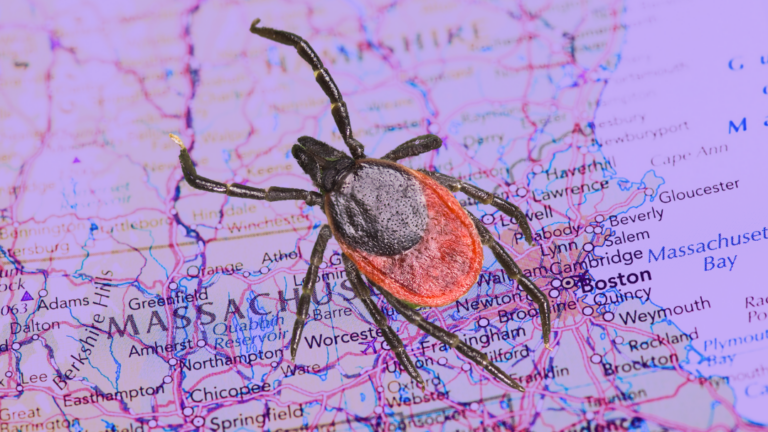 A deer tick, which can carry Babebiosis, superimposed on a purple map of Massachusetts and New England.