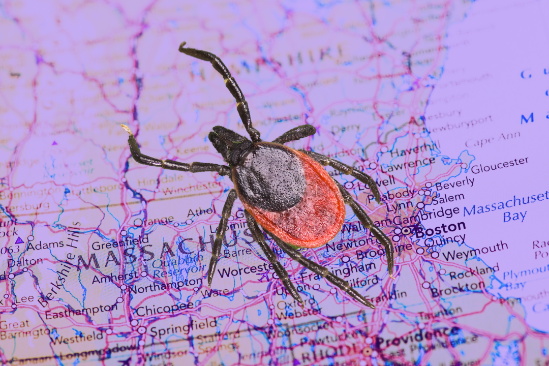 A deer tick, which can carry Babebiosis, superimposed on a purple map of Massachusetts and New England.