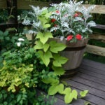 Sweet potato vines growing from a patio container.