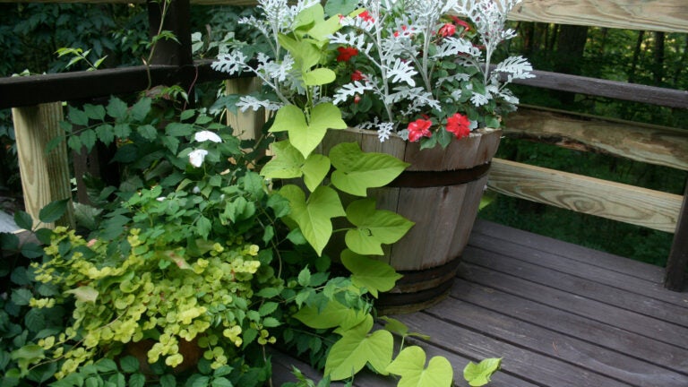 Bigger Really IS Better, Tips on Container Gardening