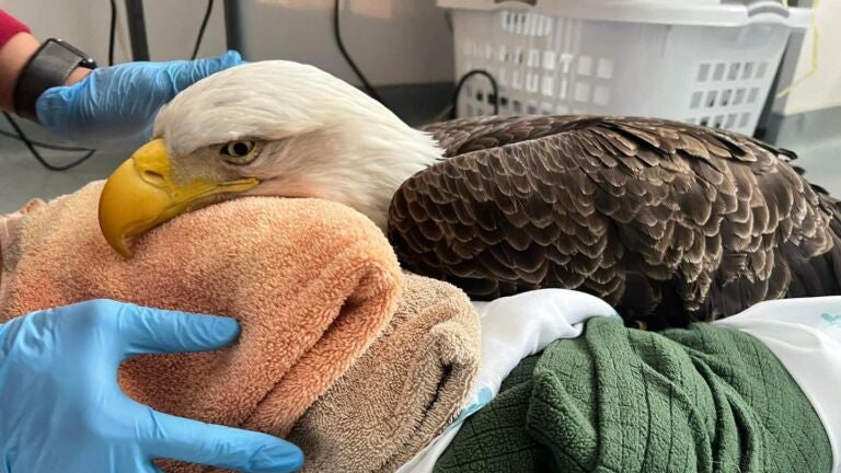 Injured bald eagle near Eleven Mile State Park rescued using a fishing net,  dog kennel and sled, News