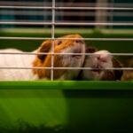 Two guinea pigs place their noses to the wire of their cage.